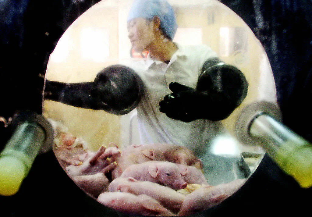 A Chinese veterinarian checks the newly-born piglets, which were removed from the womb of an experimental pig fed only with a special diet, free from any pesticides or viruses, at a laboratory in Beijing on Oct. 20, 2003. (AFP via Getty Images)