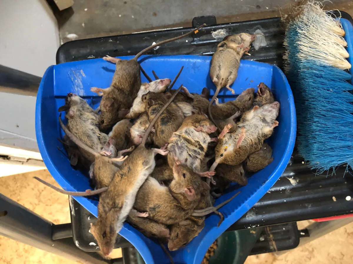 Dead mice are seen at a property in Coonamble in central west New South Wales, Australia, Feb. 2, 2021. (AAP Image/Supplied by The Coonamble Times)