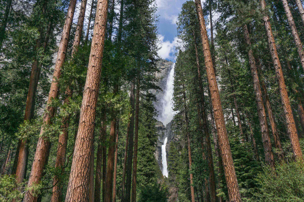 California's Yosemite National Park has many waterfalls, but Yosemite Falls is the most spectacular. (Courtesy of Visit Yosemite-Madera County)