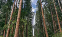 Scenic Sights Assault the Senses at Yosemite National Park
