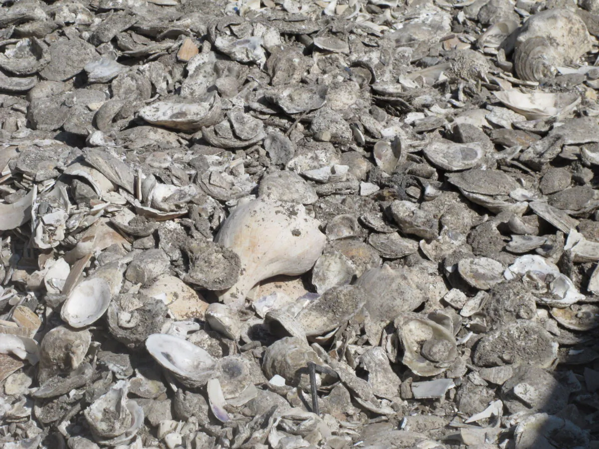 A pile of oyster, clam, and whelk shells drying in the sun in Port Republic, N.J. The shells are collected from restaurants in Atlantic City, dried, and placed into the Mullica River, where they become the foundation for new oyster colonies as free-floating baby oysters attach to them and start to grow.  (AP Photo/Wayne Parry)