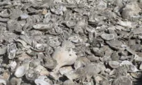 Diners’ Discarded Shells Help Establish New Oyster Colonies