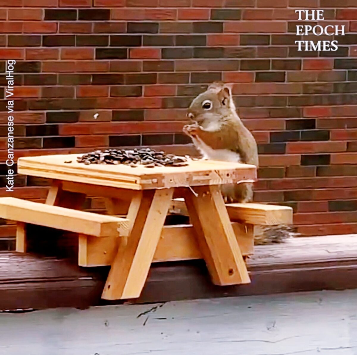 Hilarious Squirrel Moments