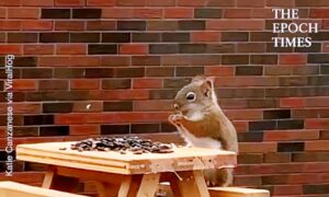 Hilarious Squirrel Moments