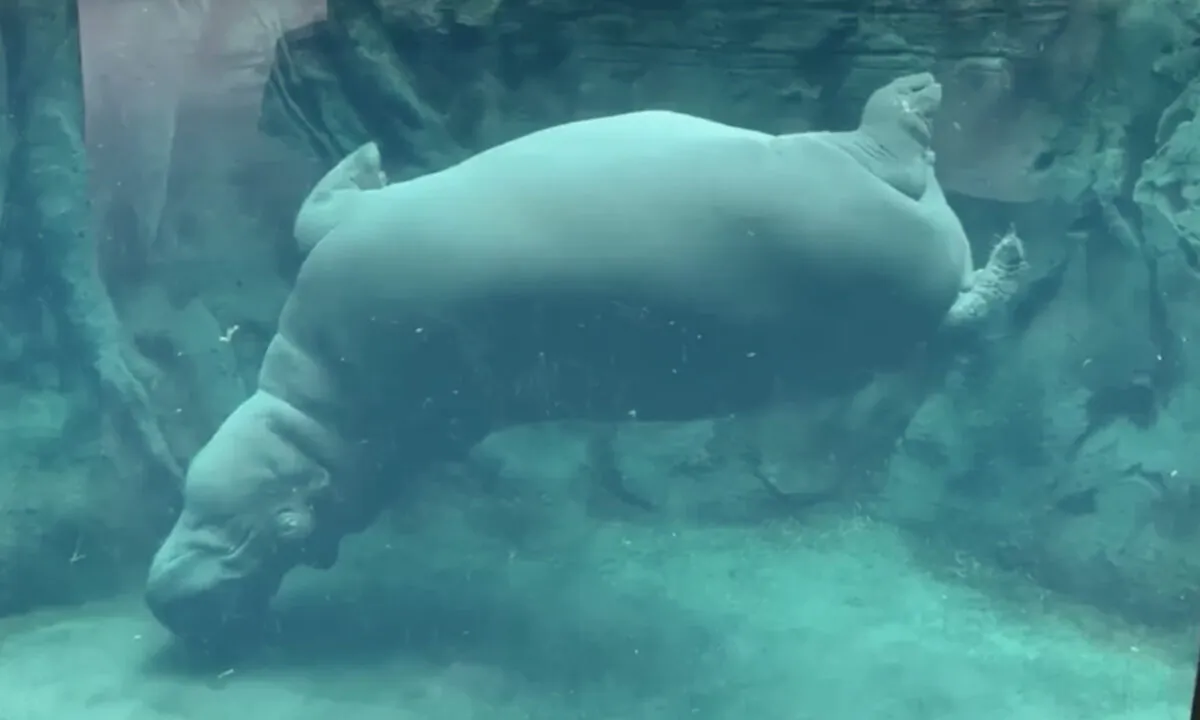 (Courtesy of Cincinnati Zoo)