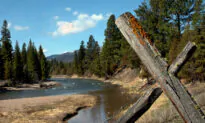 Grizzly Bear Kills Bicyclist Camping in Western Montana