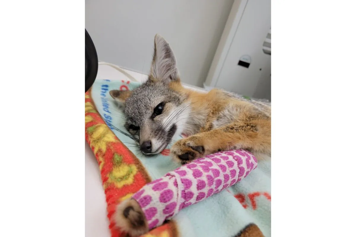 A small gray fox recovers from orthopedic surgery after July 4 fireworks frightened her into the streets and oncoming traffic.  (Courtesy of the Wetlands and Wildlife Care Center)