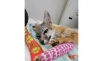 Fourth of July Fireworks Cause Wildlife Mayhem