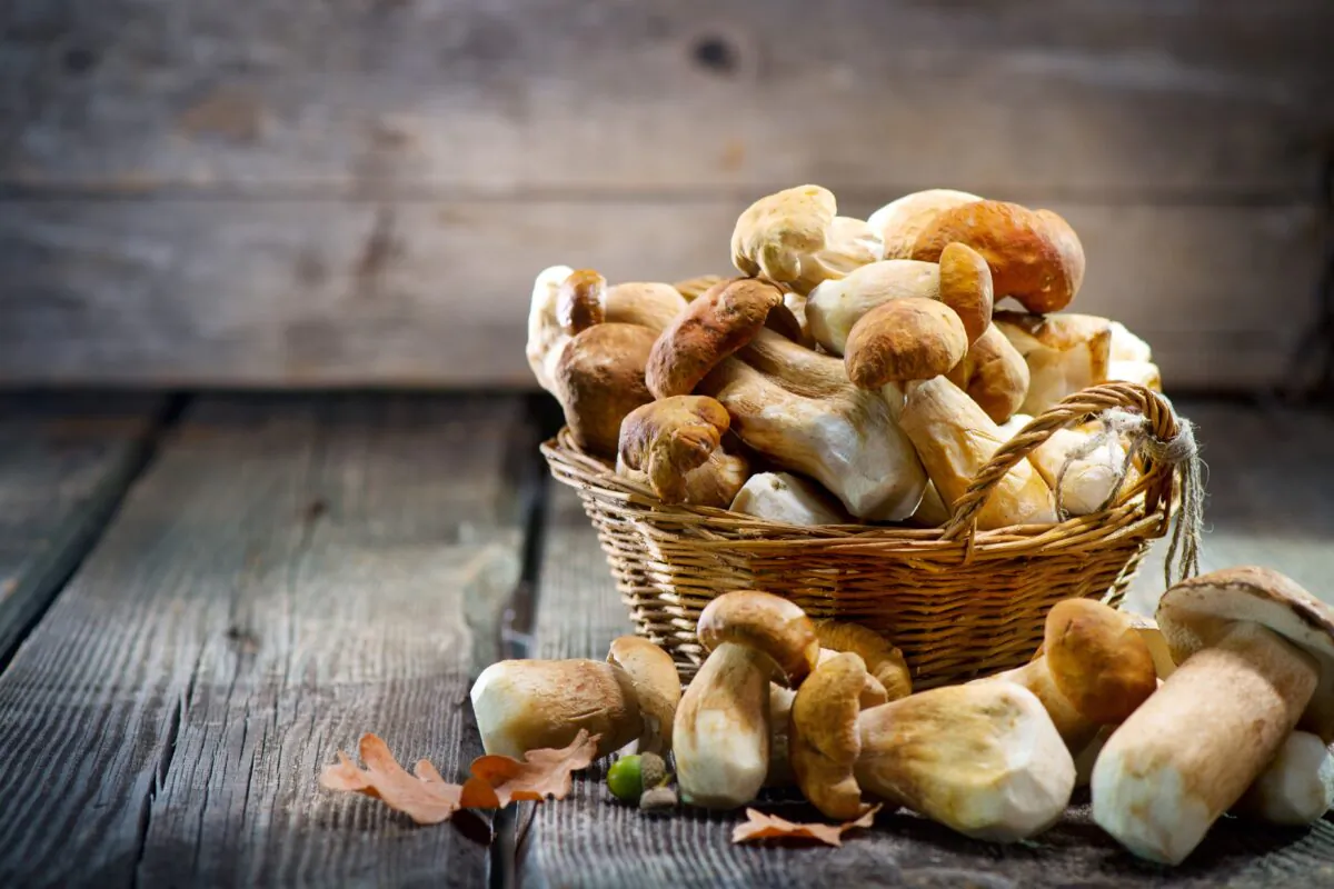 Researchers say eating
mushrooms is strongly
associated with lower
risks of cancer and
neurodegenerative
disease. (Subbotina Anna/Shutterstock)