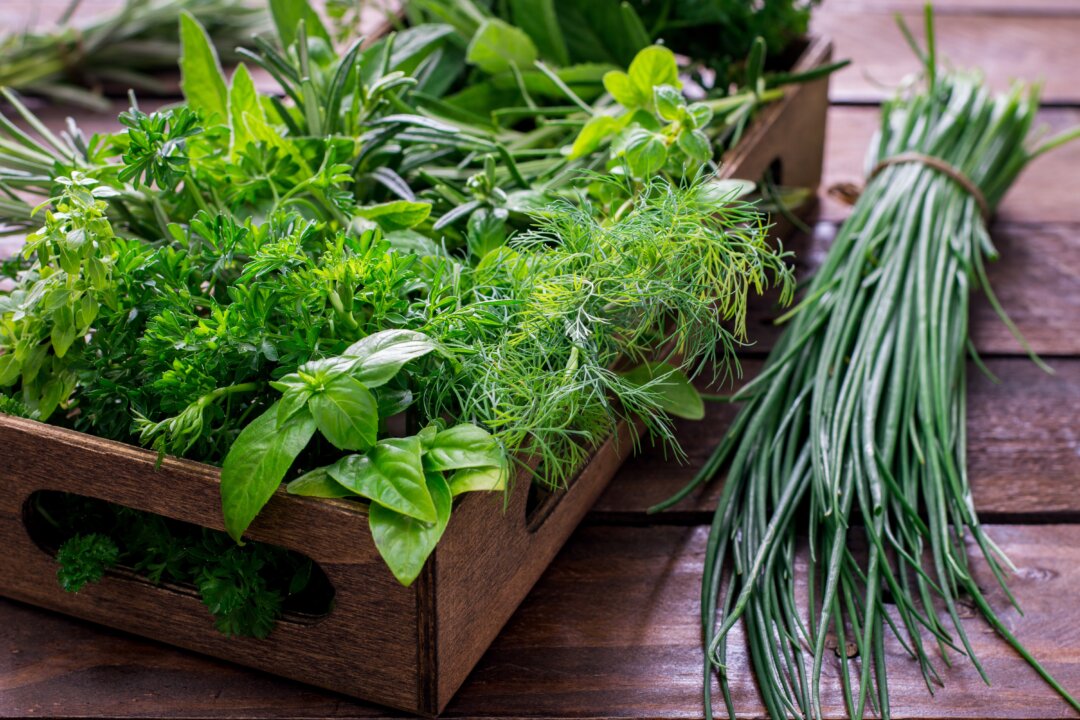 Fresh garden herbs such as peppermint, rosemary, cilantro, basil, perilla, and chives are all good to improve digestion, clean the blood, and keep the energy balanced. (NSphotostudio/Shutterstock)