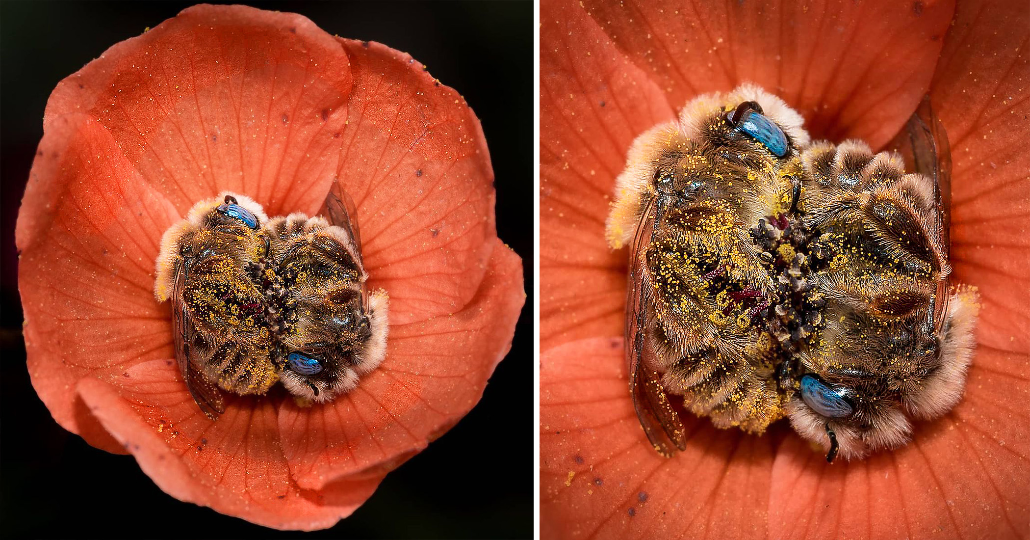 et-bees-photo-blossom-435-fb-345-765-7.jpeg