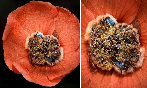 Photographer Captures Stunning Blue-Eyed Bees Sleeping in Orange Arizona Desert Flowers at Night