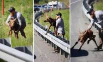 Alaskan Motorist Spots Baby Moose Unable to Cross Guardrail to Reunite With Mom, Lends a Hand