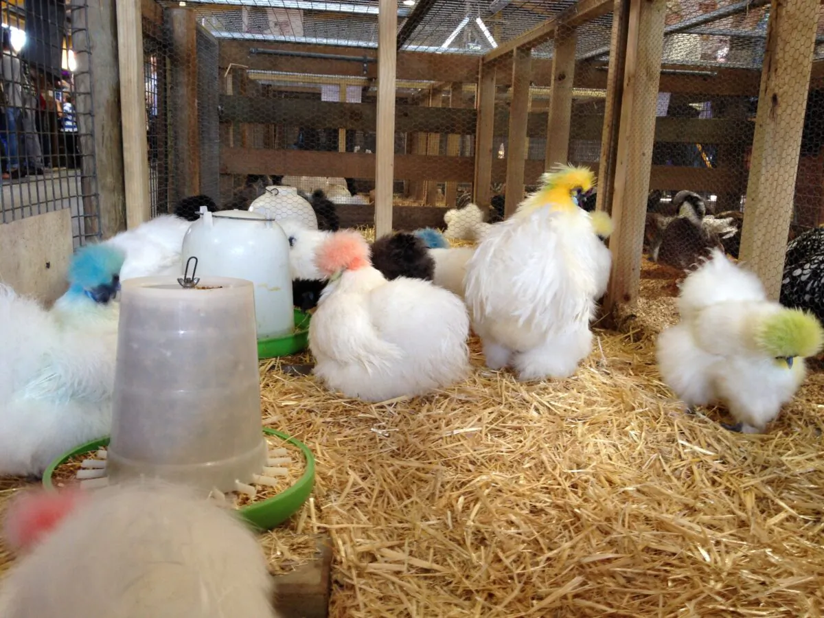 Silkie chickens at the Sydney Easter Show in Sydney, Australia. (The Epoch Times)