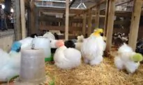 Bird Flu Outbreak Sparks Mass Cull of Farmed Chickens