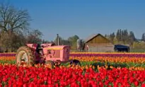 How to earn money and travel by working on farms