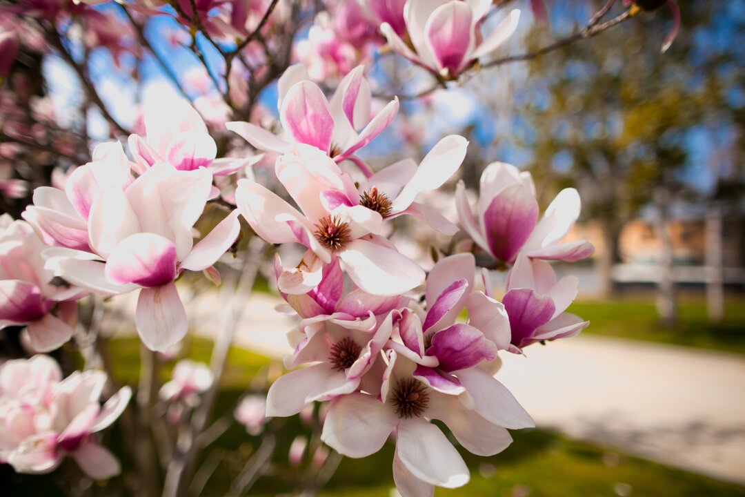 Some of the
familiar plants in
your garden may
also have a long
history of use in
traditional Chinese
medicine. (Larysa242424/Shutterstock)