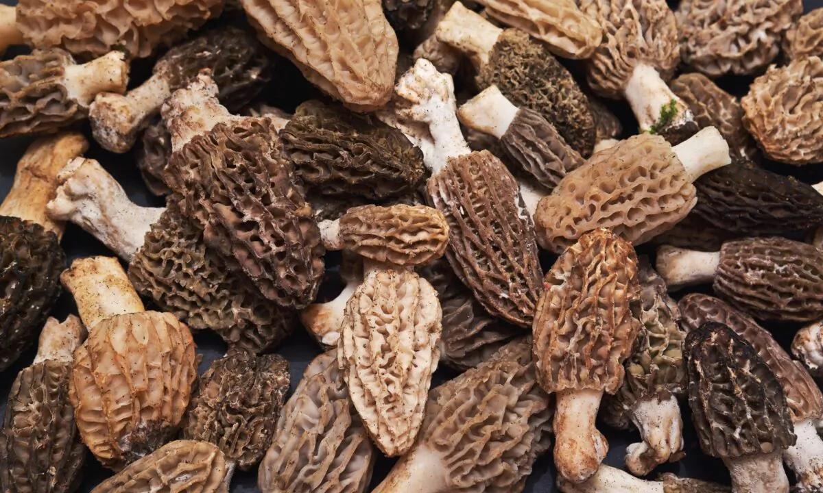 Morels are beloved by chefs—and consumers—for their rarity and unique flavor. (iremt/shutterstock)