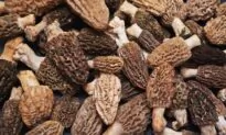 The Morels Have Stories
