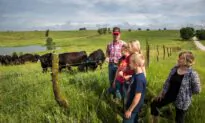 Farmers Get Creative as Profits From Soaring Beef Prices Fail to Trickle Down