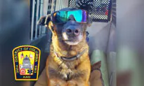 Rescue K9 Locates Man Trapped Under Rubble After Building Collapse in Washington DC, Leads Rescuers to Him