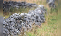 Can You Spot the Owl Perfectly Camouflaged in Its Natural Environment?