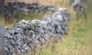 Can You Spot the Owl Perfectly Camouflaged in Its Natural Environment?