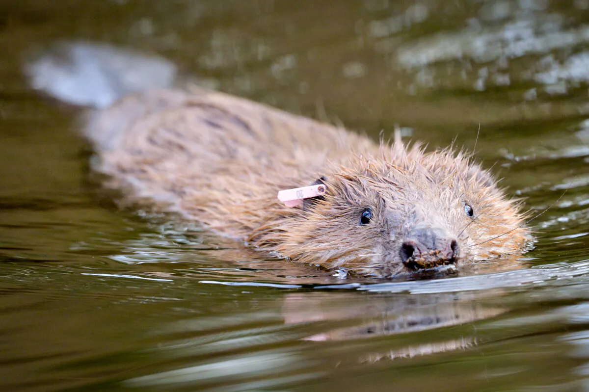 One of an adult pair of Eurasian beavers after being released on the National Trust Holnicote Estate on Exmoor in Somerset, UK, on Jan. 30, 2020. (Ben Birchall/PA)