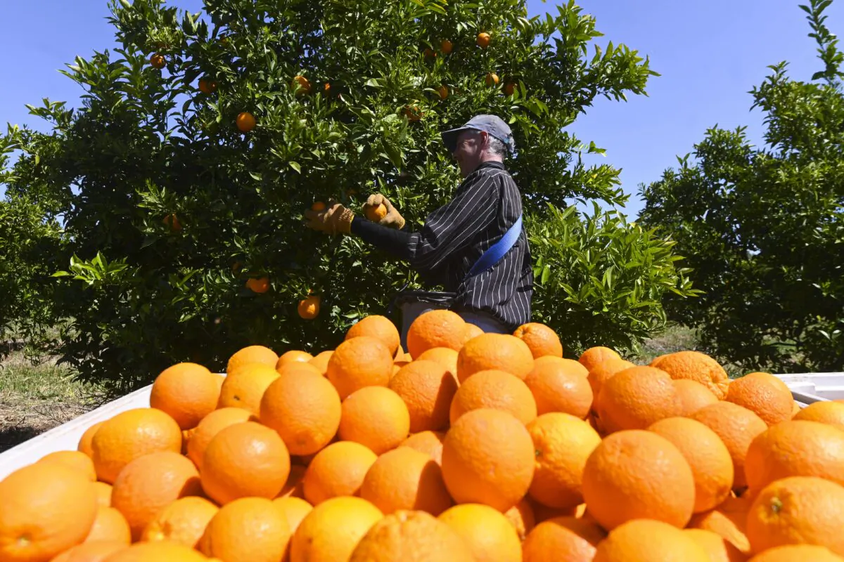 Fruit picker harvests oranges on a farm near Leeton, NSW, Australia, on Oct. 1, 2020. (AAP Image/Lukas Coch)