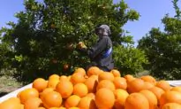 Australian Union Wants Guaranteed Minimum Wage for Fruit Pickers
