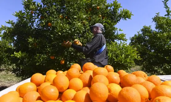 Australian Union Wants Guaranteed Minimum Wage for Fruit Pickers