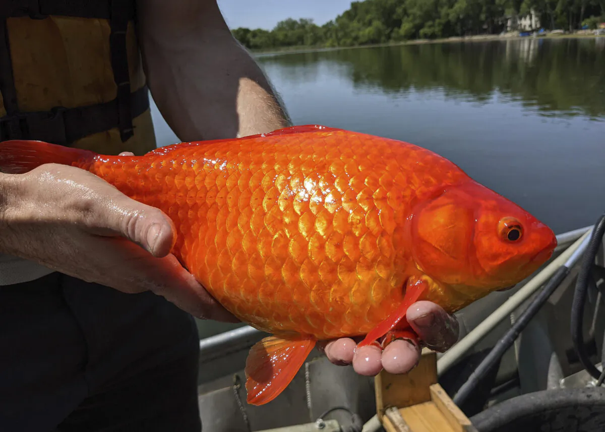 A large goldfish caught in Keller Lake during a water quality survey is held in this image provided by the City of Burnsville, Minn., on July 2, 2021. (City of Burnsville via AP)