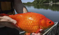 Unwanted Pets: Giant Goldfish Turn up in Minnesota Waterways