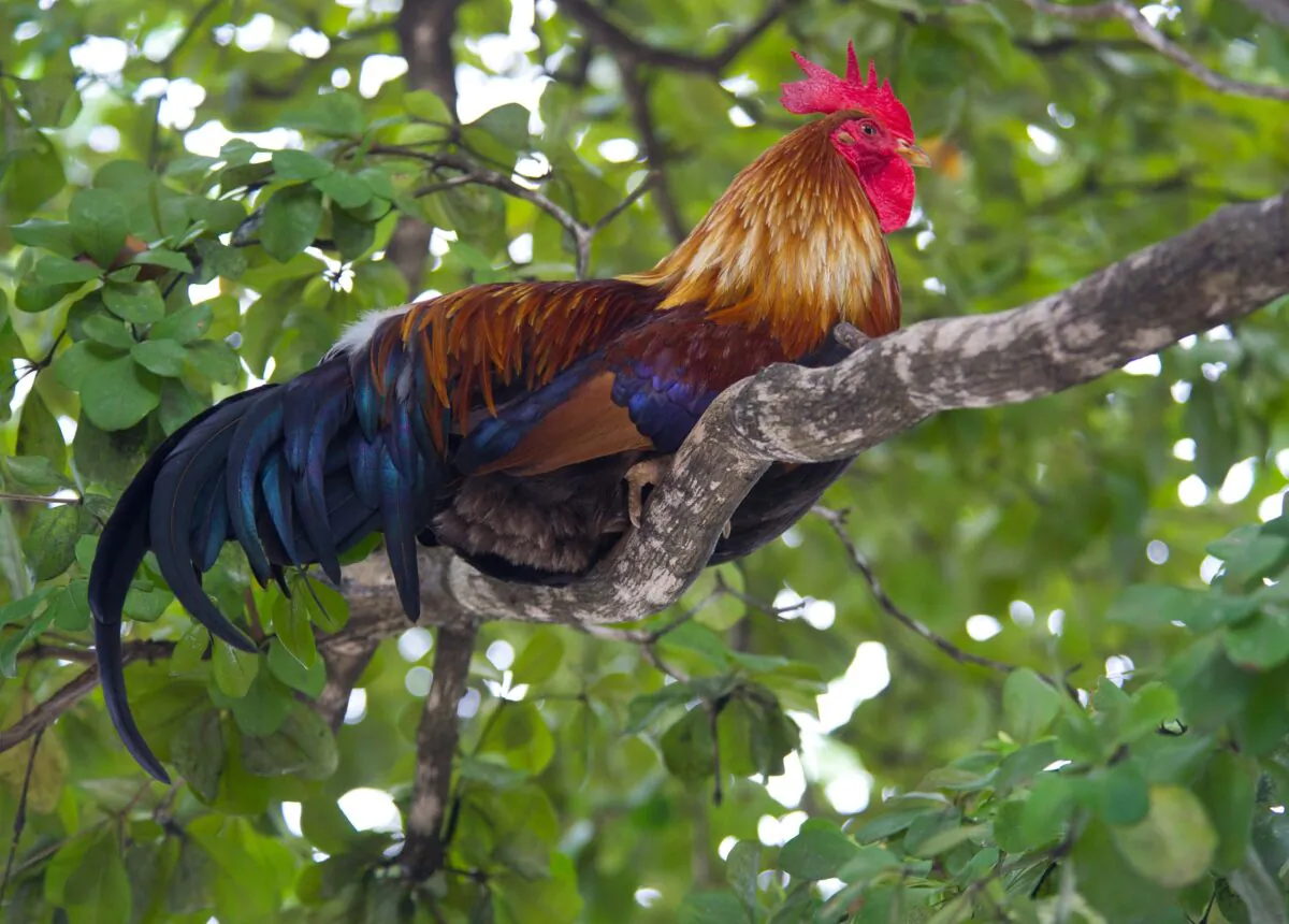 A rooster rests on the limb of a tree in Key West, Fla. on Feb. 16, 2013. (Karen Bleier/AFP via Getty Images)