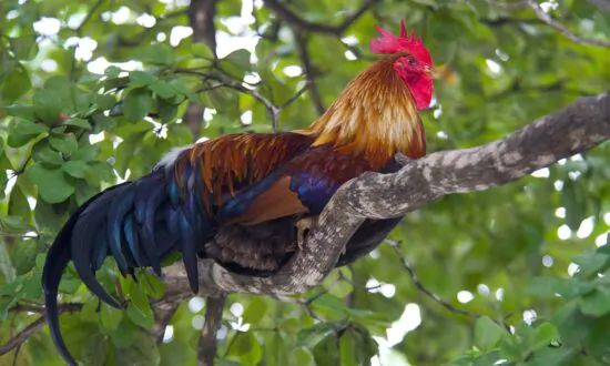 Puerto Rico Asks Supreme Court to Hear Appeal of Cockfighting Ban