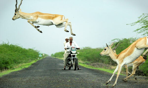 Photographer Snaps Antelope Appearing to Leap Over Motorcyclist as Herd Impressively Crosses Road