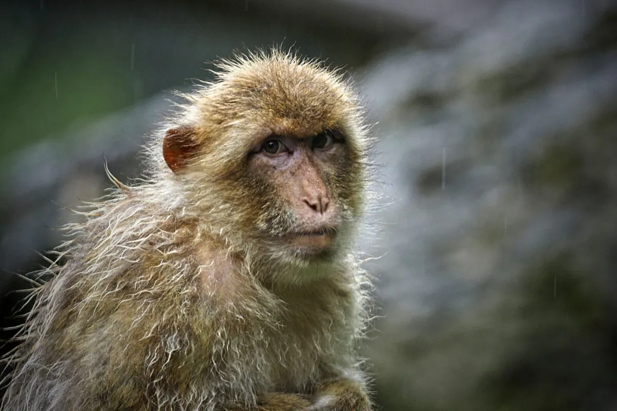 A Rhesus macaque (Macaca mulatta) looks on under heavy rainfall at the Zoo Parc of Beauval in Saint-Aignan, Centre France, on July 13, 2021. (Guillaume Souvant/AFP via Getty Images)