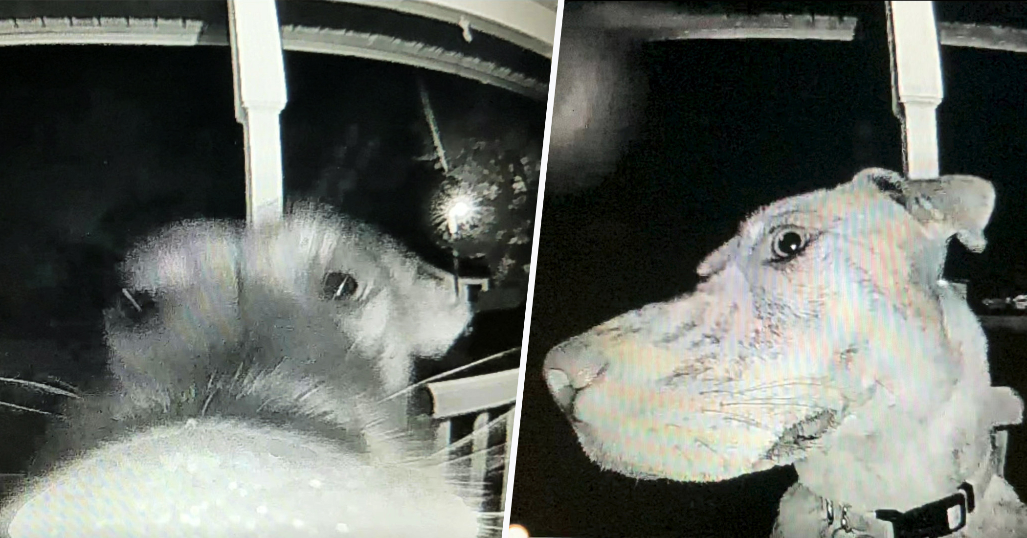 Runaway Dog Rings Doorbell at 3am and Peeps Into the Camera After