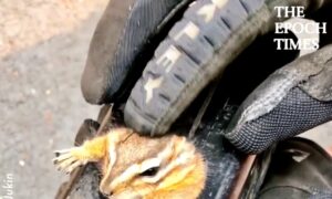 Kind-Hearted Guy Frees Stuck Chipmunk