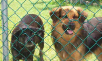 The Hounds of Antigua