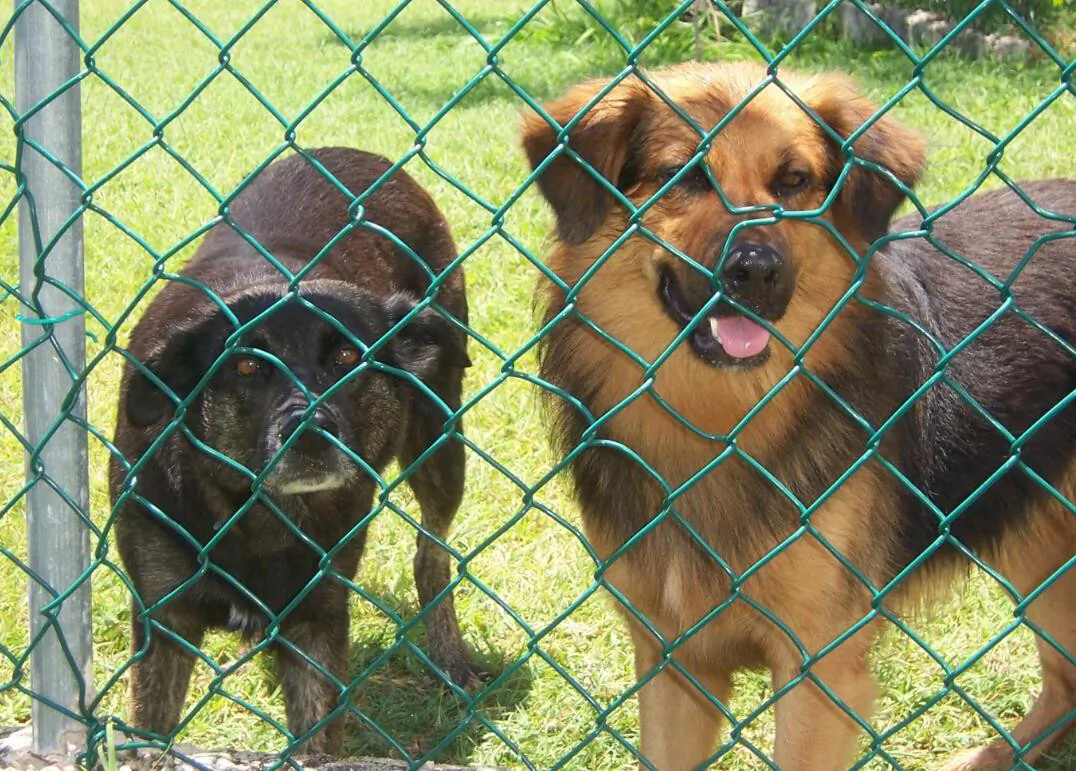 (The Antiguan) Haley and Cirrus. (Courtesy of Wayne A. Barnes)