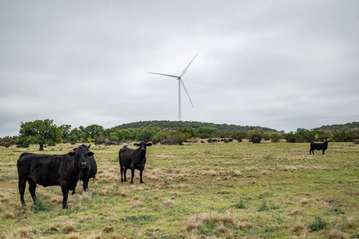 Cows stand in a field on a cattle ranch near Eldorado, Texas, on April 16, 2021. (Sergio Flores/AFP via Getty Images)