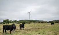 6 Cows in Texas Found Dead With Their Tongues Missing