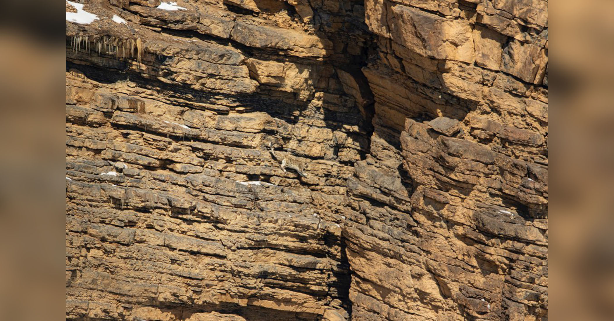‘Art of Camouflage’: Can You Spot the Snow Leopard Hidden on This