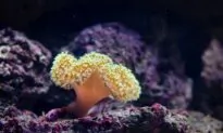 UNESCO’s Great Barrier Reef ‘In Danger’ Listing Part of CCP’s Ruthless Campaign Against Australia: MP