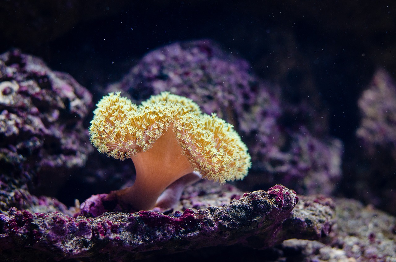 Australian Environment Minister to Block Coal Mine Over 'Unacceptable' Great Barrier Reef Impact - Vimarsana News