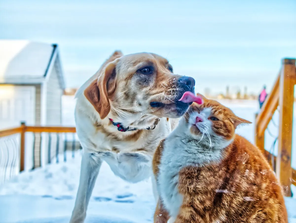 Dogs have become a popular pet to adopt in lockdown because they ensure their owner also gets regular exercise and social interaction. (Yan Laurichesse/Unsplash)
