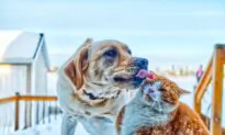 ‘Adopting a Pet Can Be Fun but It’s Not a Game’: Rising Number of Adopted Pets Being Returned