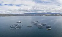 Salmon Farmers’ Artificial Oxygen Endangered Fish Fix