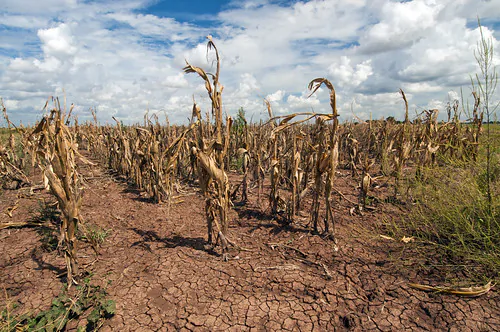 The ways drought is effecting small farmers